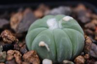 Echinocactus horizonthalonius PD 91